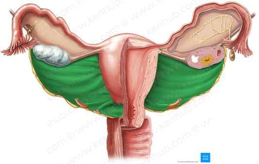 Mesometrium (#5103)