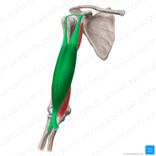 Biceps brachii muscle (#5221)