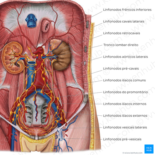 Lymphatics of the urinary organs (Portuguese)