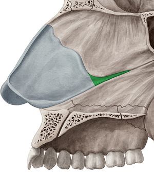 Posterior process of cartilage of nasal septum (#8239)