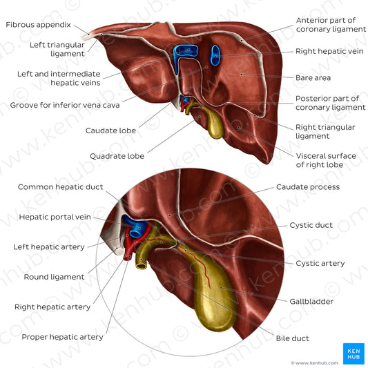 Posterior view of the liver (English)