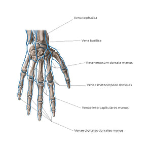 Veins of the hand: Dorsal view (Latin)