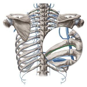 Supreme intercostal vein (#20113)