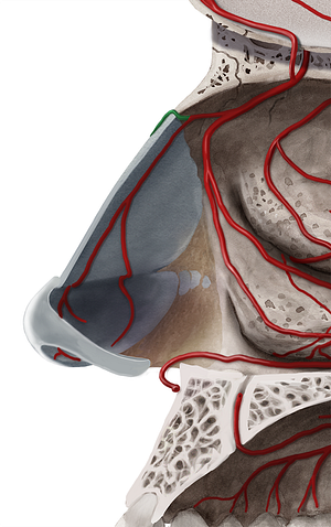 External nasal branches of anterior ethmoidal artery (#8517)