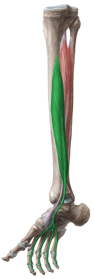Flexor digitorum longus muscle (#5364)