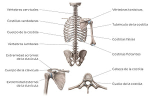 Bones of the dorsal trunk (Spanish)