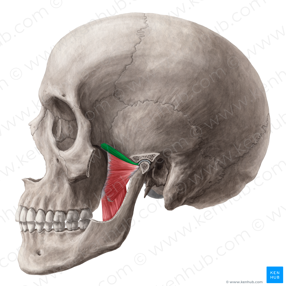 Superior head of lateral pterygoid muscle (#7801)