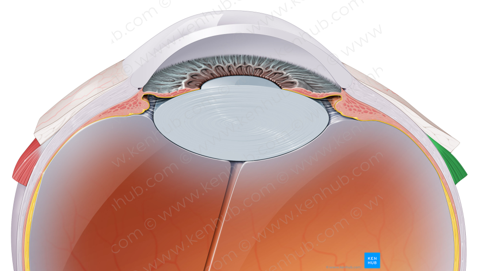 Lateral rectus muscle (#5863)