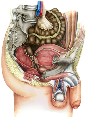 Right ureter (#9850)