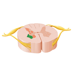 Lateral motor nuclei of spinal nerves (#12050)