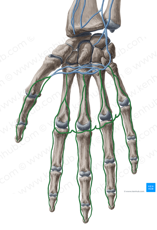 Palmar metacarpal and digital veins (#10172)