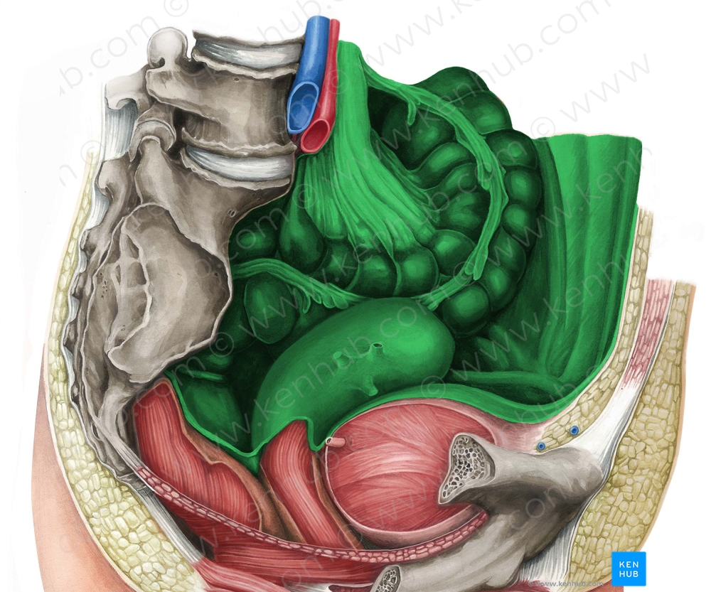 Peritoneum (#7869)