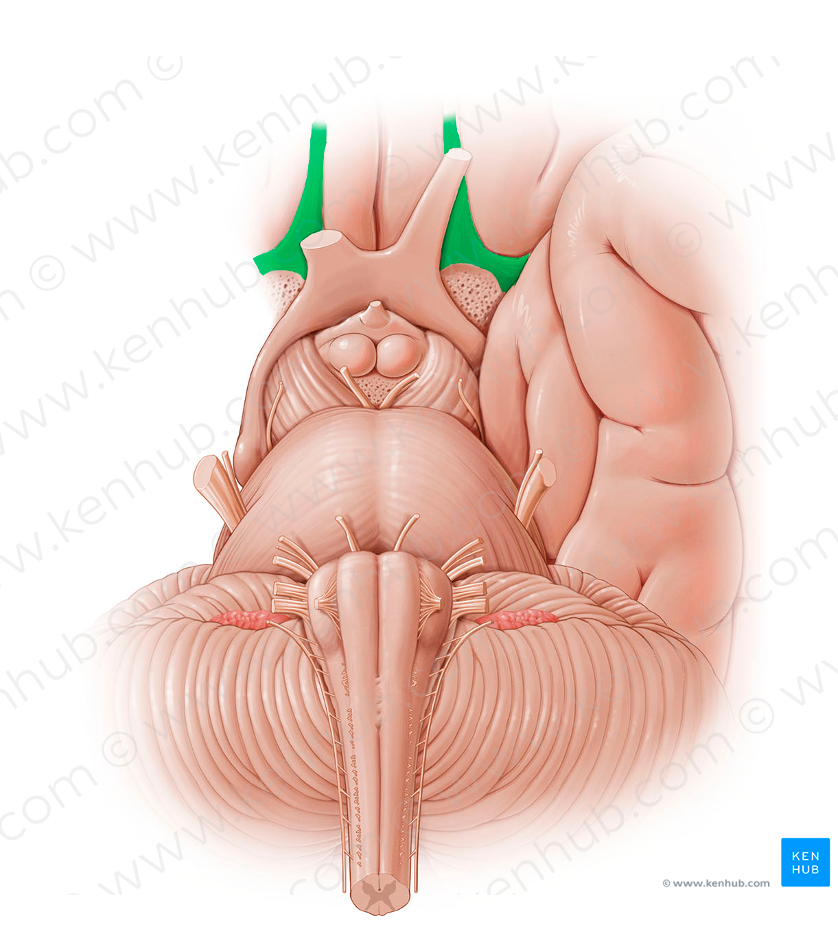 Olfactory tract (#12787)