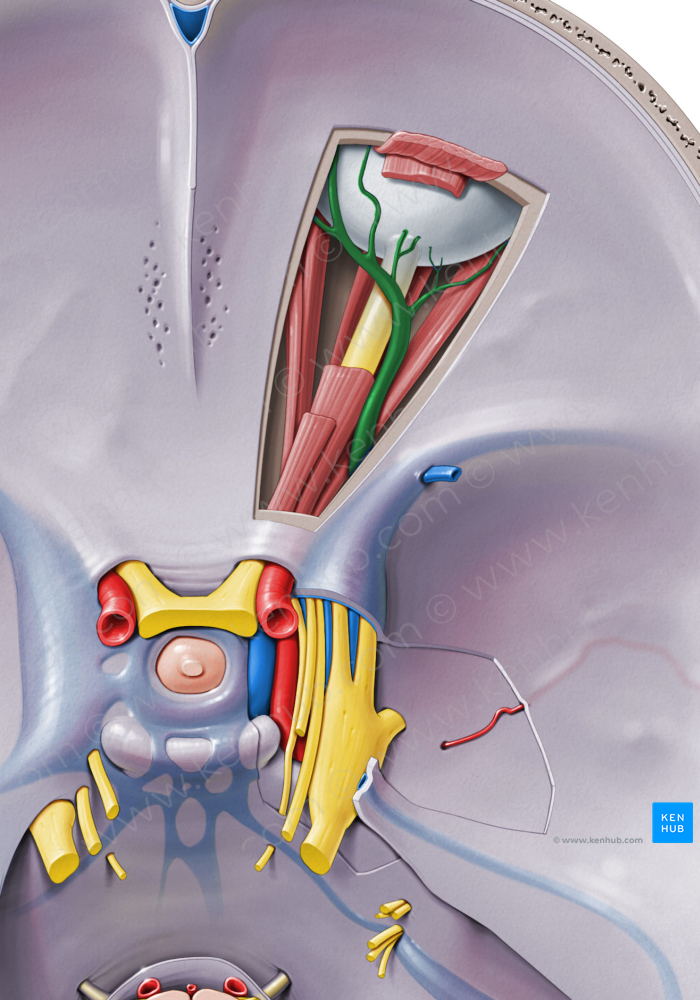 Superior ophthalmic vein (#10448)