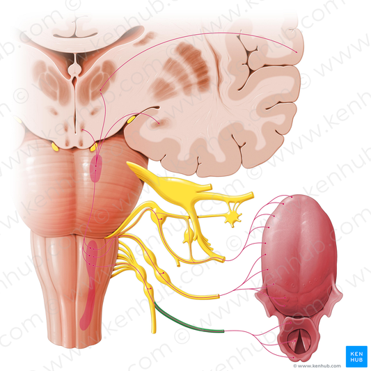 Superior laryngeal nerve (#6533)