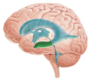 Temporal horn of lateral ventricle (#2859)