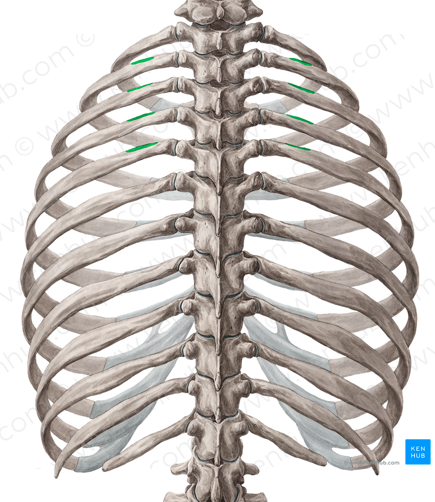 Superior border of 2nd-5th ribs (#4958)