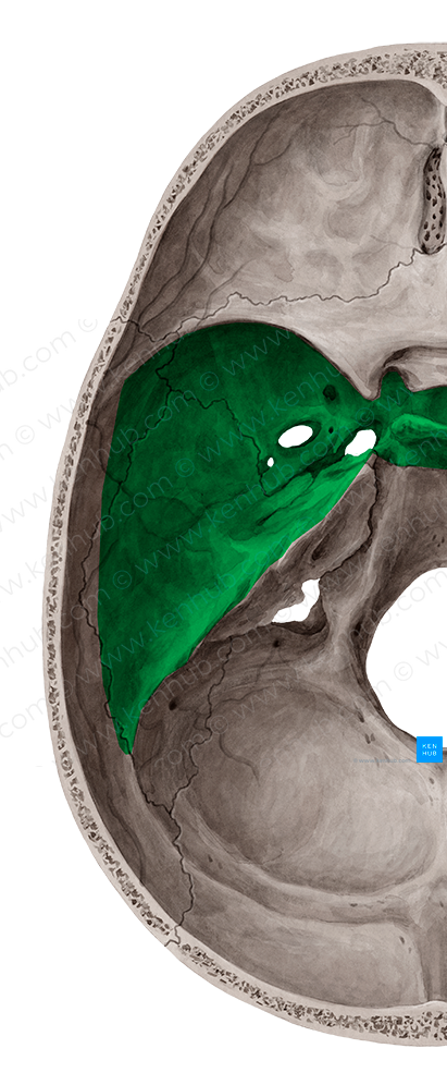Middle cranial fossa (#3843)