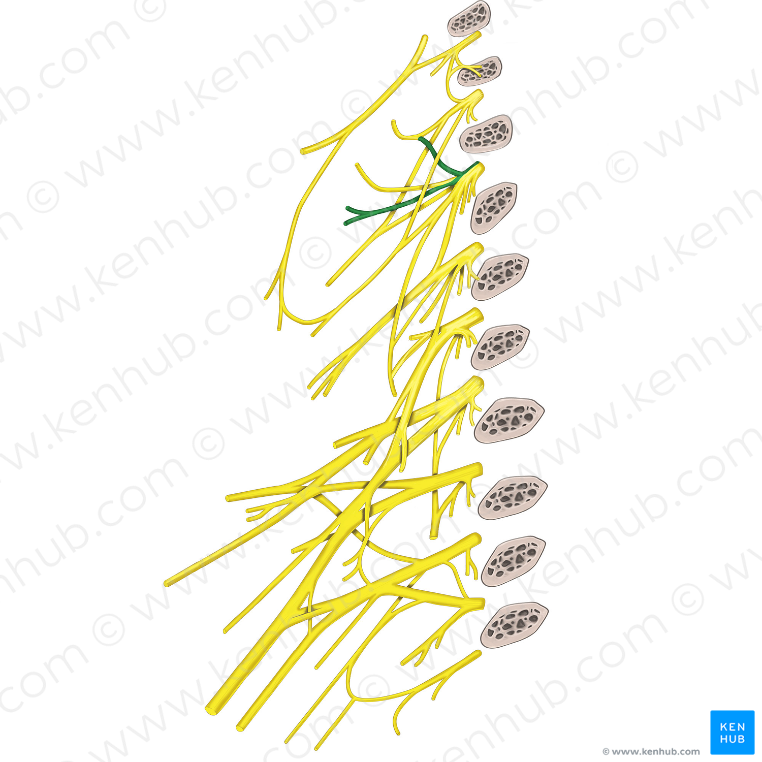 Transverse cervical nerve (#6822)