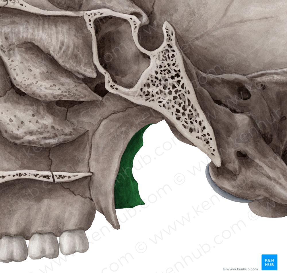 Lateral plate of pterygoid process of sphenoid bone (#4393) – Kenhub ...