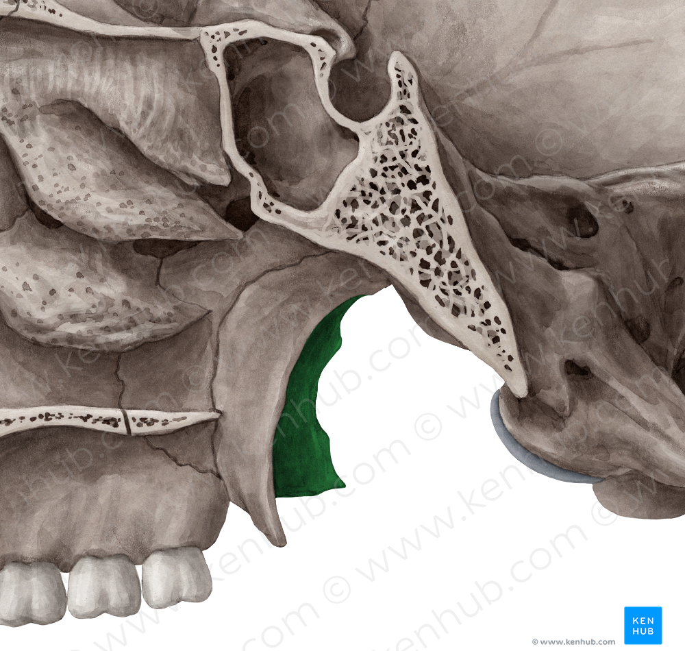 Lateral plate of pterygoid process of sphenoid bone (#4393)