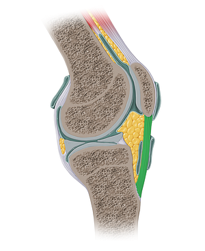 Patellar ligament (#13915)