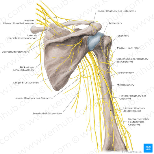 Nerves of the arm and the shoulder - Posterior view (German)