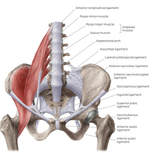 Ligaments of the pelvis (Anterior view) (English)