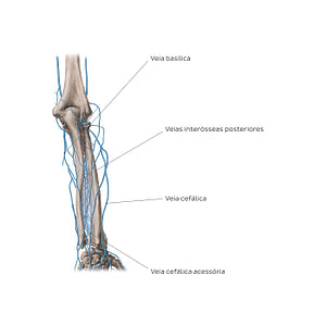 Veins of the forearm: Posterior view (Portuguese)
