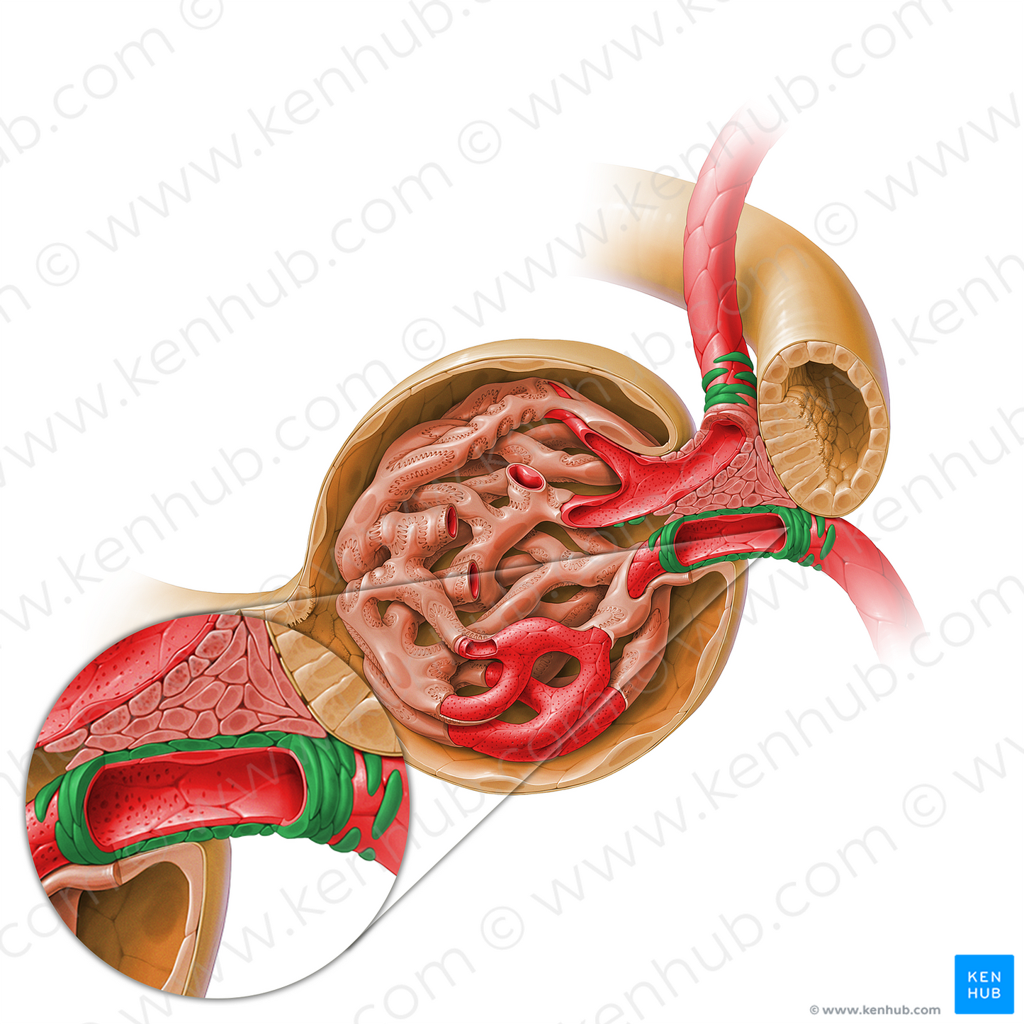 Smooth muscle cells of glomerular arteriole (#17932)