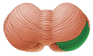 Superior semilunar lobule (#4769)