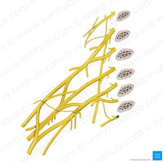 Spinal nerve T2 (#6758)