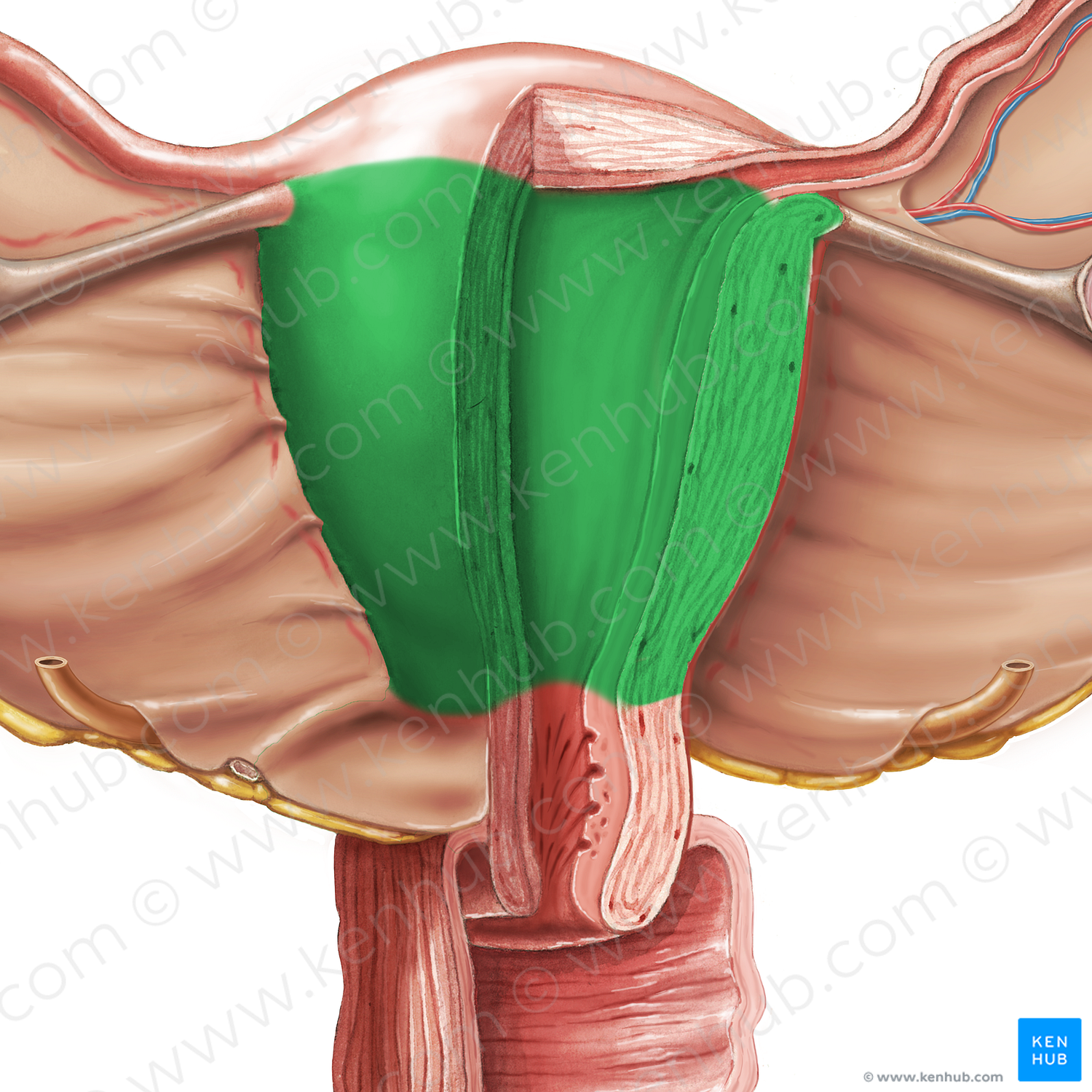 Body of uterus (#3005)