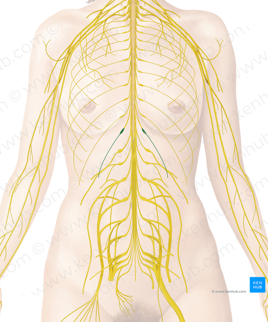 Subcostal nerve (#6777)
