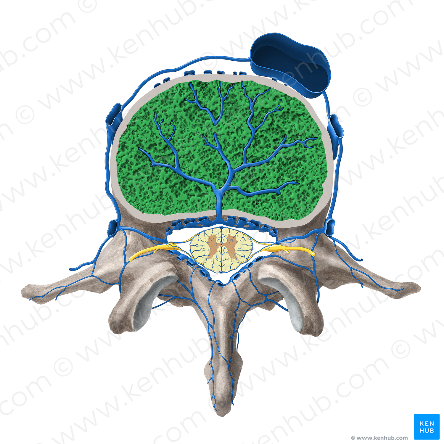 Vertebral body (#3011)