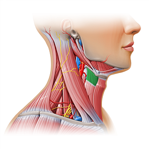 Thyrohyoid muscle (#11159)