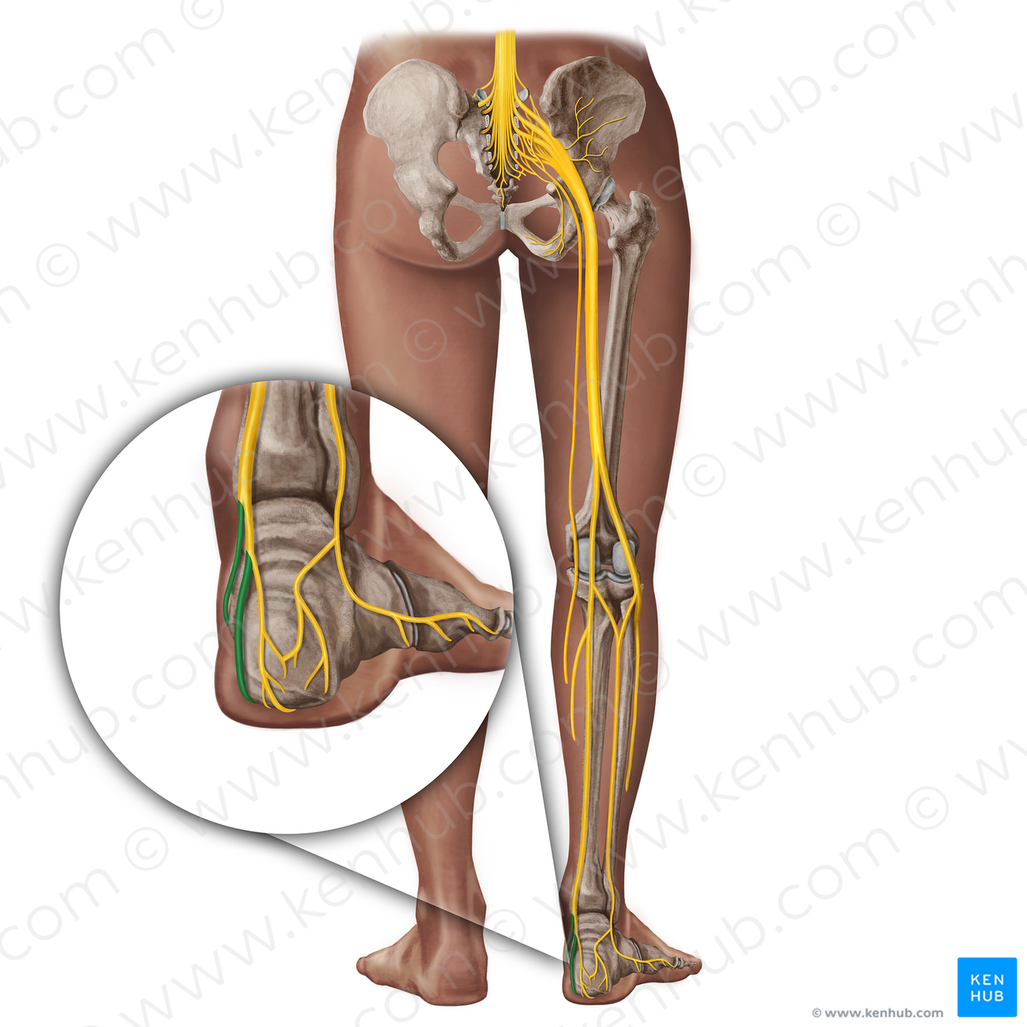 Plantar nerves (#19364)