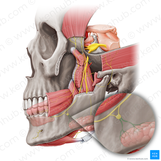 Submandibular nerves (#20469)