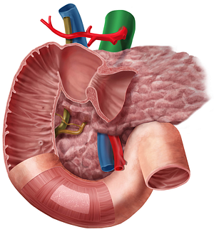 Abdominal aorta (#710)