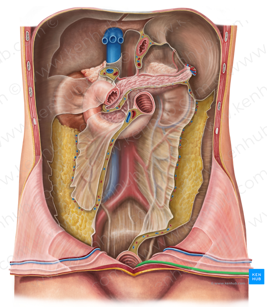 Median umbilical fold (#8121)