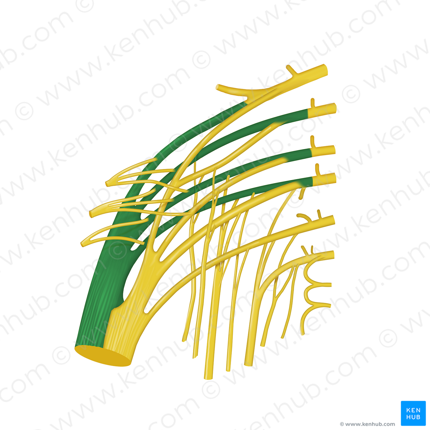 Common fibular division of sciatic nerve (#12746)
