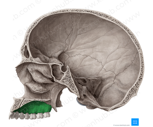 Alveolar process of maxilla (#8160)