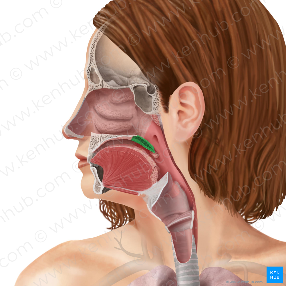 Soft palate (#7596)