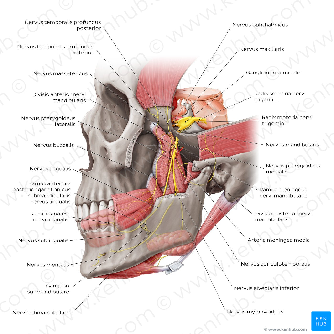 Mandibular nerve (Latin)
