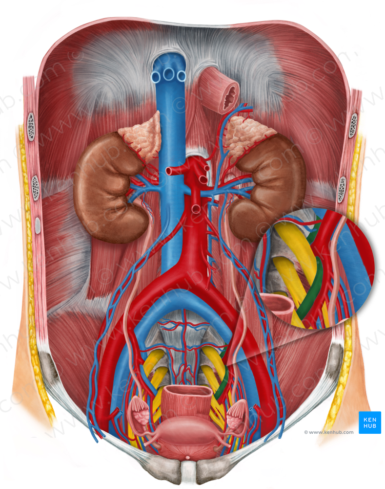 Left internal iliac vein (#10328)