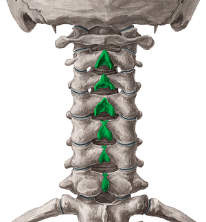 Spinous processes of vertebrae C2-C7 (#18536)