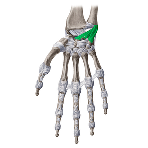 Palmar ulnocarpal ligament (#4670)