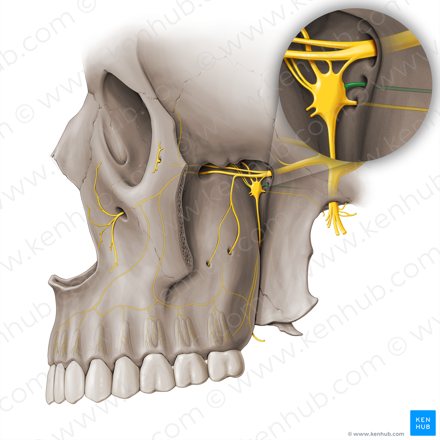 Nerve of pterygoid canal (#18524)