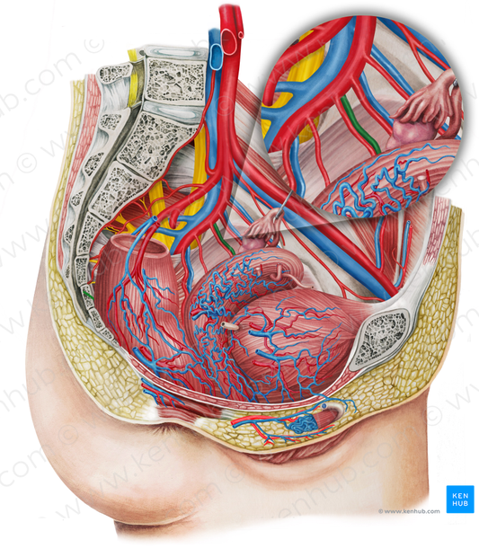 Left inferior vesical vein (#10681)