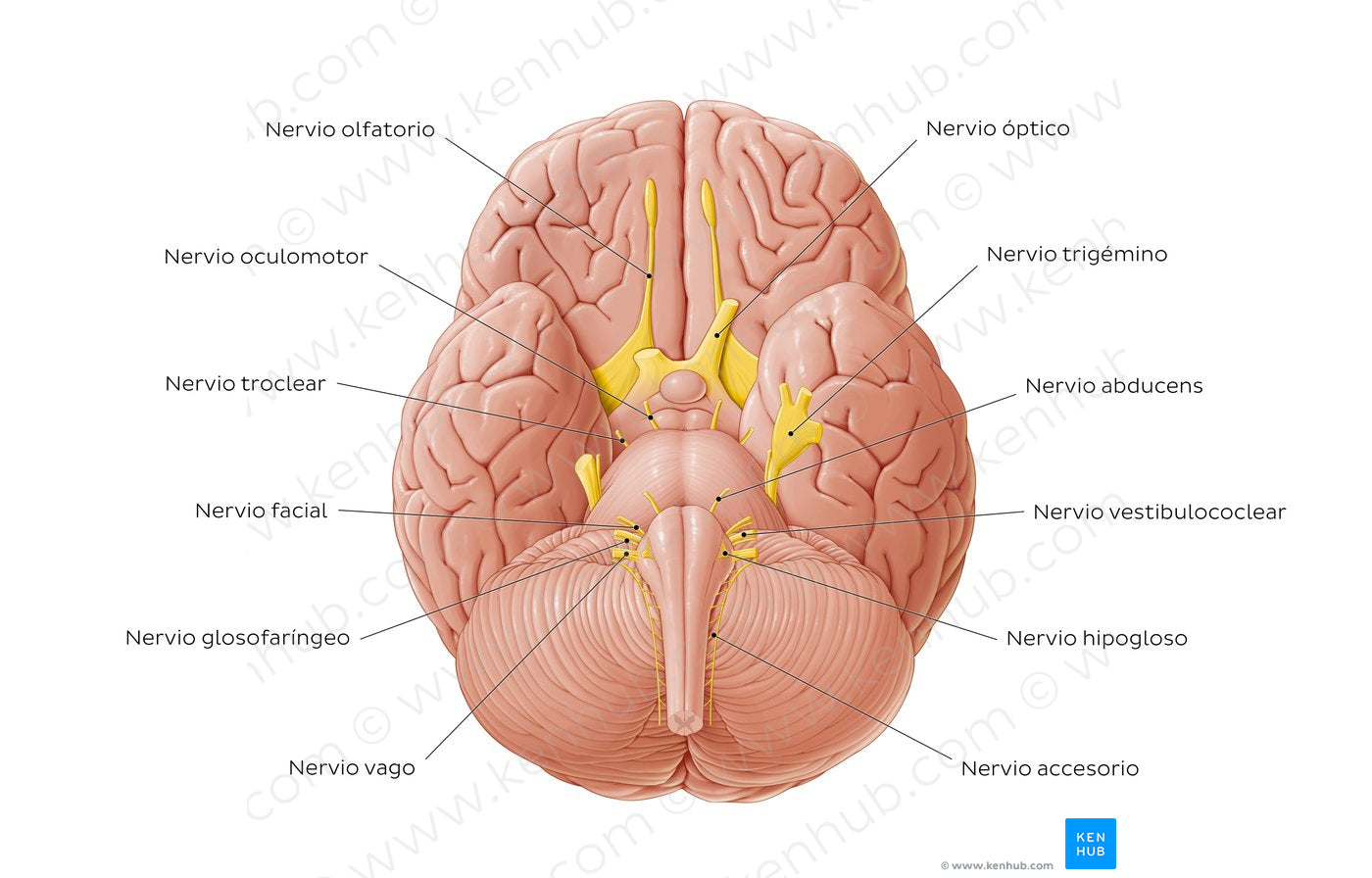 12 cranial nerves (Spanish)